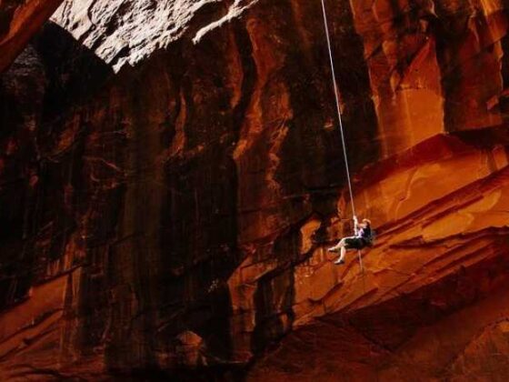 Adventure Awaits: Fun Tips for Traveling with Your Pet!