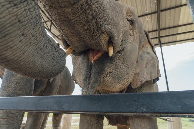 Top Pet-Friendly Destinations Around the world