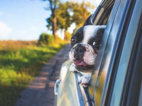 Pet Travel 101: Pawesome Tips for On-the-Go Adventures!