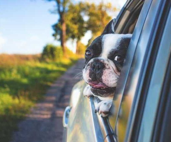 Pet Travel 101: Pawesome Tips for On-the-Go Adventures!