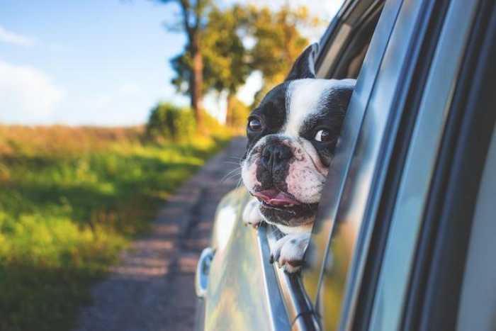 Pet Travel 101: Pawesome Tips for On-the-Go Adventures!