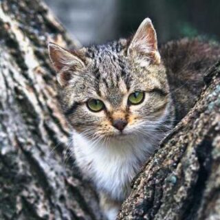 Paws and Planes: Your Guide to Traveling with Pets!