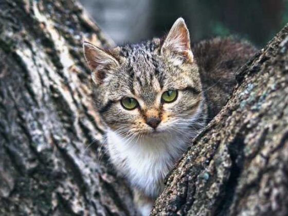 Paws and Planes: Your Guide to Traveling with Pets!