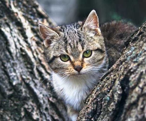 Paws and Planes: Your Guide to Traveling with Pets!