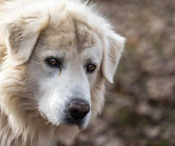 Adventures with Your Furry Friend: Tips for Traveling Together!