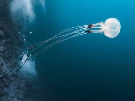 Epic Journeys: Your Ultimate Guide to Adventure Travel!