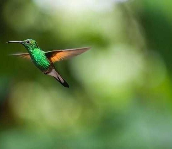 5 Tips for Stress-Free Flying with Your Furry Friend!