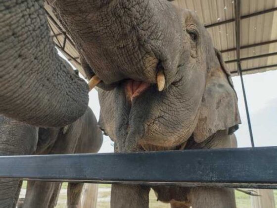 Adventures with Fido: Your Guide to Pet-Friendly Travel!