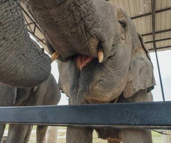 Adventures with Fido: Your Guide to Pet-Friendly Travel!