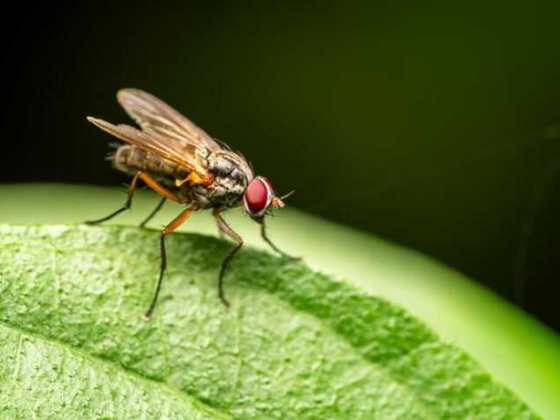 Fly Smarter: Awesome Travel Tips for Your Next Adventure!