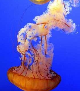 Jet-Set Life: How to Be the Ultimate Travel Influencer!