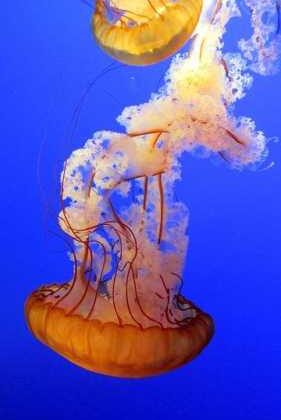 Jet-Set Life: How to Be the Ultimate Travel Influencer!