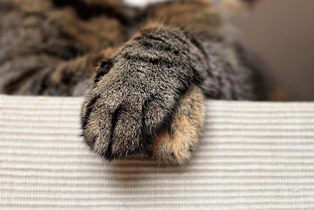 Understanding Airline Regulations and Requirements for Your Furry⁢ friend