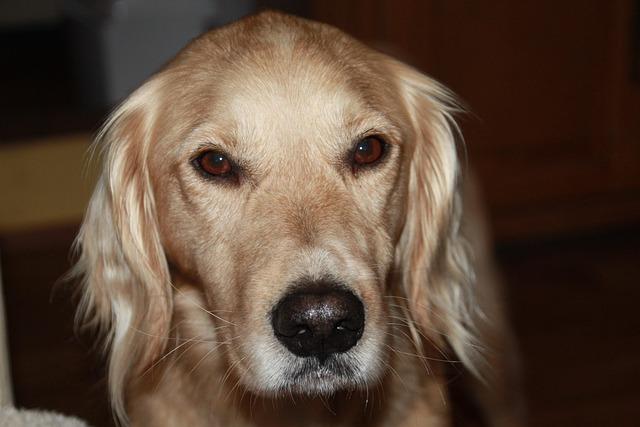 Choosing the ⁣Right‌ Pet-Friendly Destinations