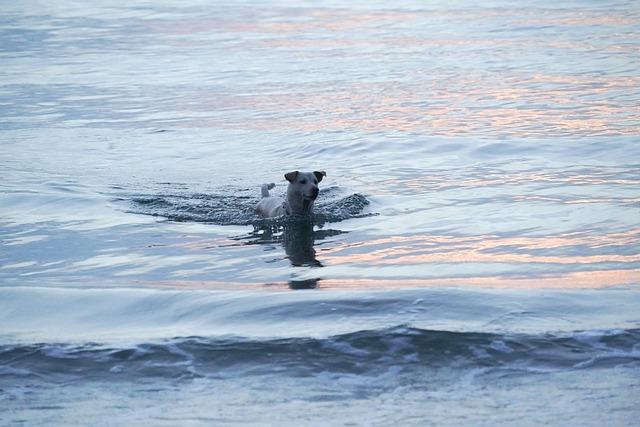 Choosing ​the‍ Perfect Pet-Friendly Destinations for Your Adventure