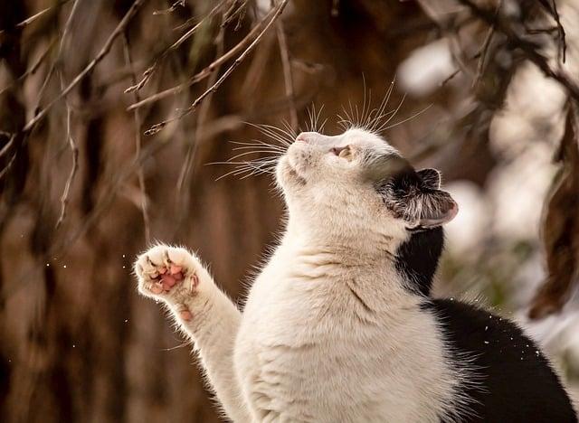 Packing Smart: Must-Have Gear for Traveling with Your Furry Friend