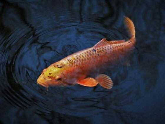 Pack Like a Pro: Fun and Easy Travel Tips You’ll Love!