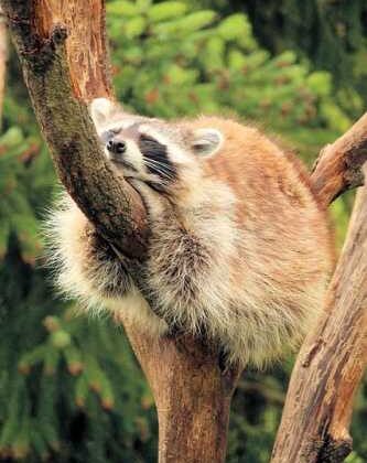 Furry Adventures: Essential Tips for Traveling with Pets!