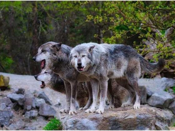 Pack Like a Pro: Fun Travel Tips for Your Next Adventure!