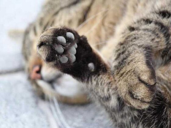 Paws and Planes: Your Ultimate Guide to Traveling with Pets!