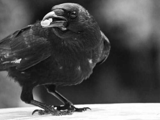 Fly Smart: Fun and Easy Travel Tips You Need to Know!