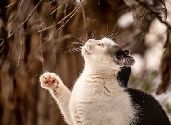 Paws Across Borders: Your Guide to Traveling with Pets!