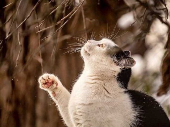 Paws Across Borders: Your Guide to Traveling with Pets!