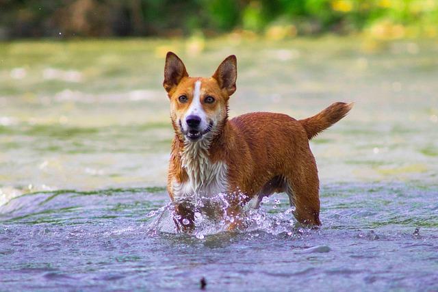 packing Essentials:⁤ What to Bring for a⁢ Tail-Wagging Trip