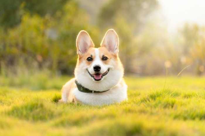 Paws & Planes: Your Ultimate Guide to Traveling with Pets!