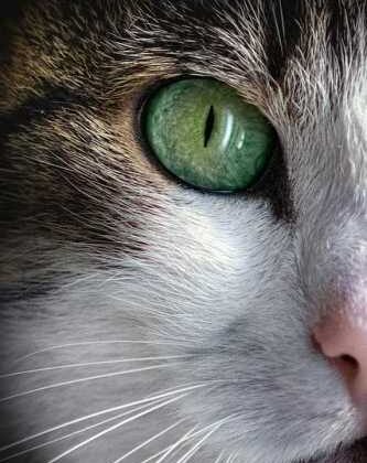 Jet-Set Pets: Your Ultimate Guide to International Travel!