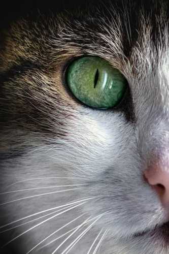 Jet-Set Pets: Your Ultimate Guide to International Travel!