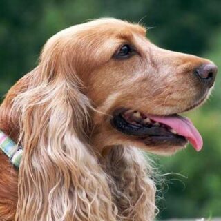 Pet-Friendly Adventures: Tips for Traveling with Your Furry Friend!