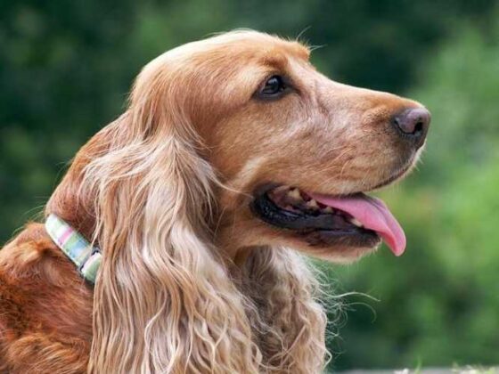 Pet-Friendly Adventures: Tips for Traveling with Your Furry Friend!
