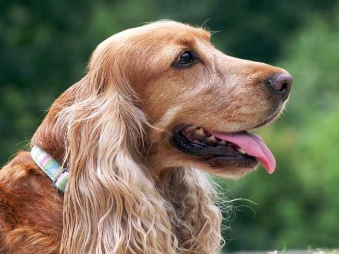 Pet-Friendly Adventures: Tips for Traveling with Your Furry Friend!