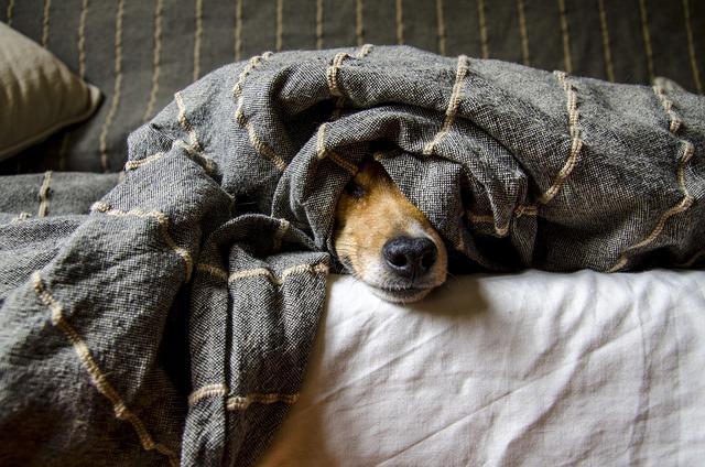Jet-Set Essentials: Packing Tips⁤ for‍ Your‍ Furry ⁤Travel ‍Companion