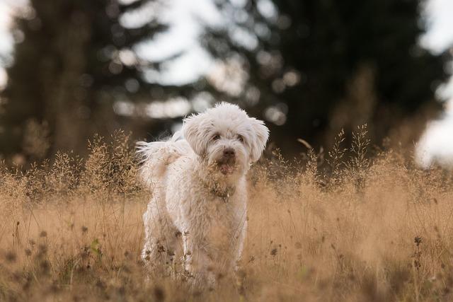 Pet-friendly⁣ Destinations:⁢ Where ⁣to Go and What ⁤to Do