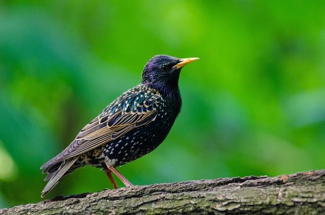 Discover the Thrill of Jungle Treks and Rainforest Expeditions